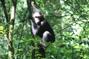 Kibale Forest National Park