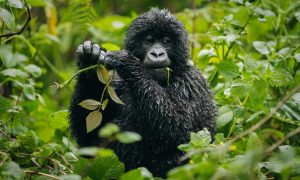 Congo gorilla safaris