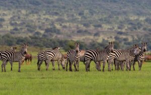 5 Days Rwanda wildlife safari