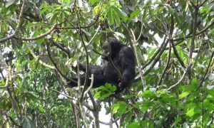 4 Days Uganda gorillas & Chimp trekking