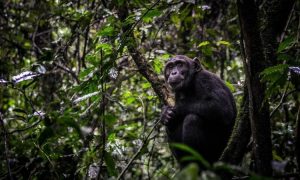 7 Days Rwanda primates safari