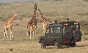 10 Days Rwanda wildlife safari