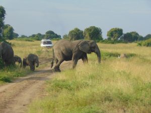 3 Days Queen Elizabeth Park Safari