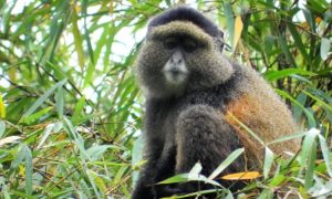 10 Days Rwanda Wildlife safari
