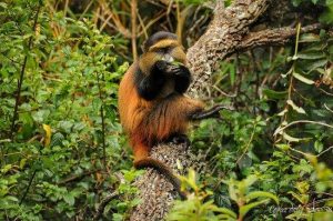 3 Days Rwanda gorillas & golden monkey trekking tour
