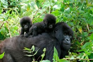 2 Days Uganda Gorilla Tour