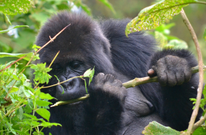 4 Days Rwanda gorillas & golden monkey trekking