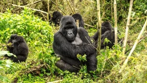 3 Days Rwanda gorillas & golden monkey trekking