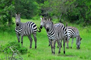 10 Days Uganda safari holiday