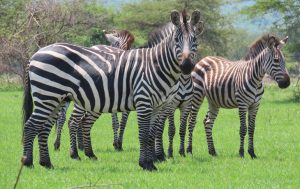 8 Days Uganda wildlife safari