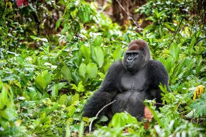 3 Days Lowlad gorilla trekking tour