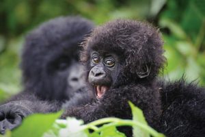 5 Days Rwanda primates safari