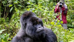 1 Day Rwanda Gorilla Trek