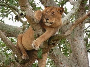 8 Days Uganda wildlife safari