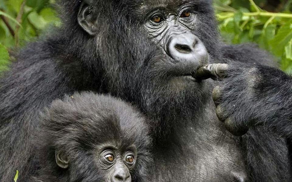 rwanda gorilla treks