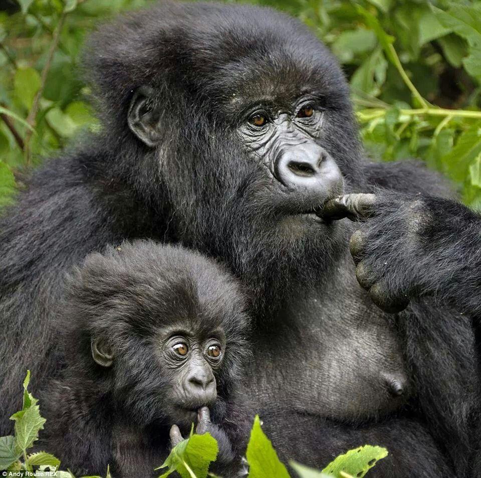 rwanda gorilla treks
