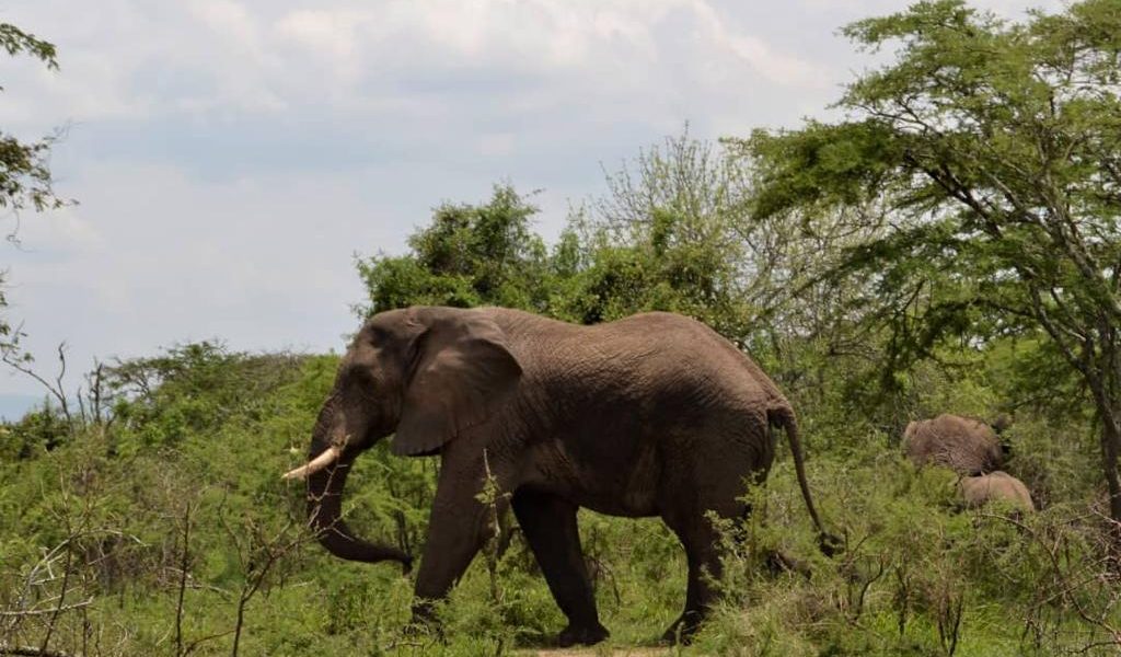 uganda wildlife safari