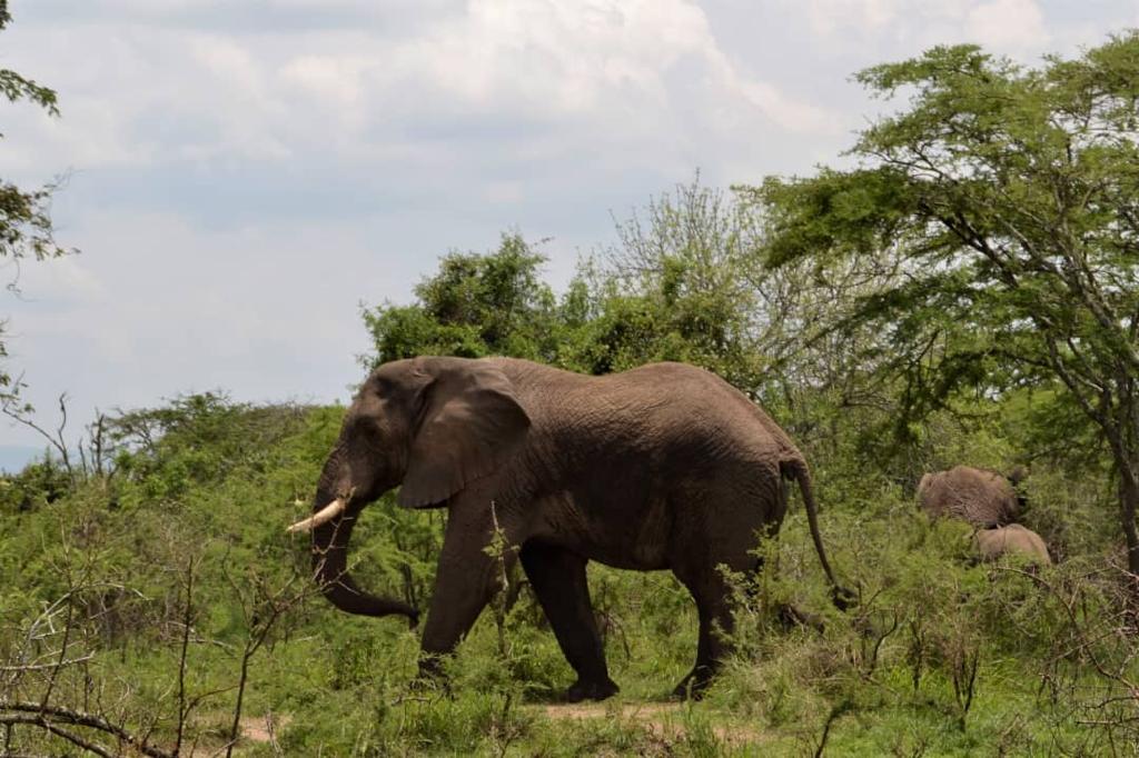 uganda wildlife safari