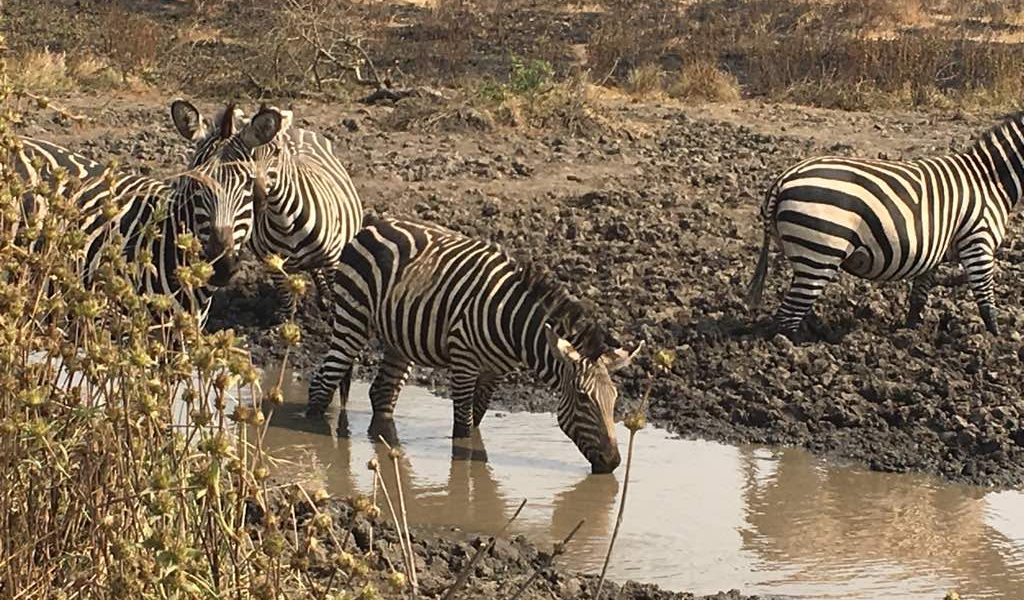 uganda safaris