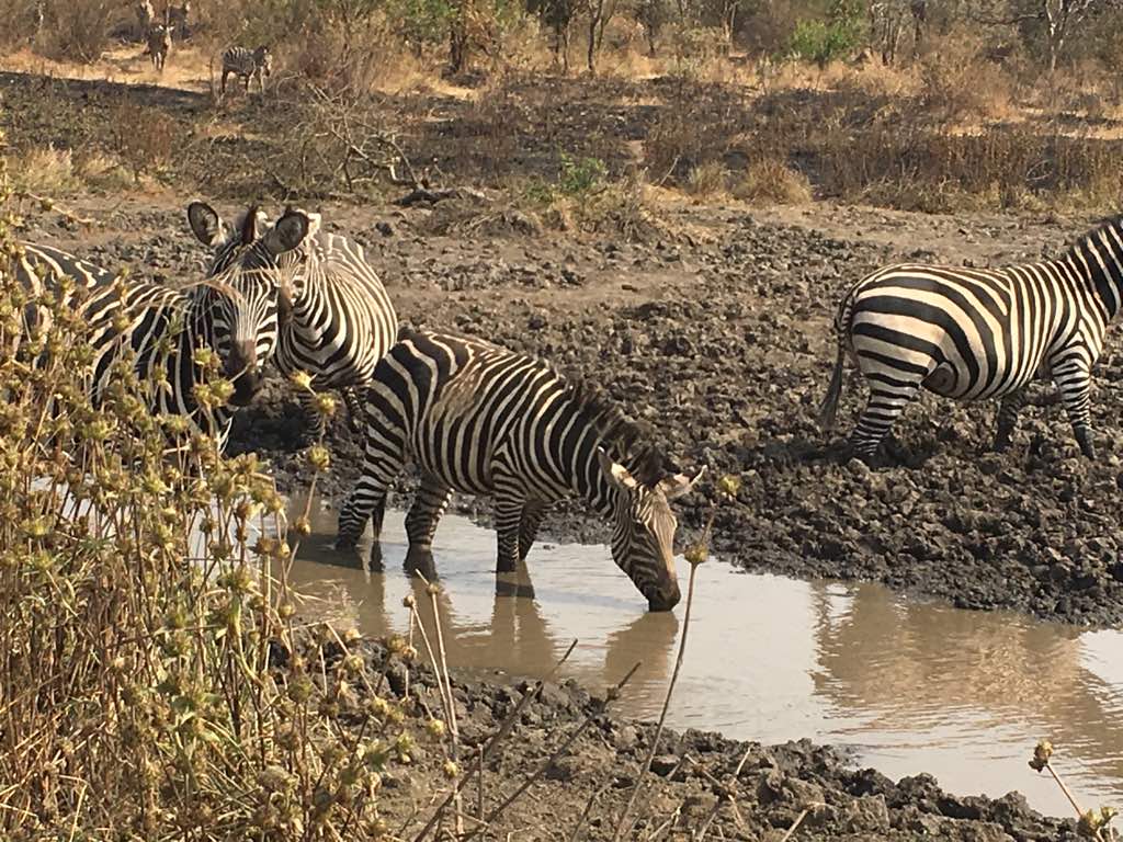 uganda safaris