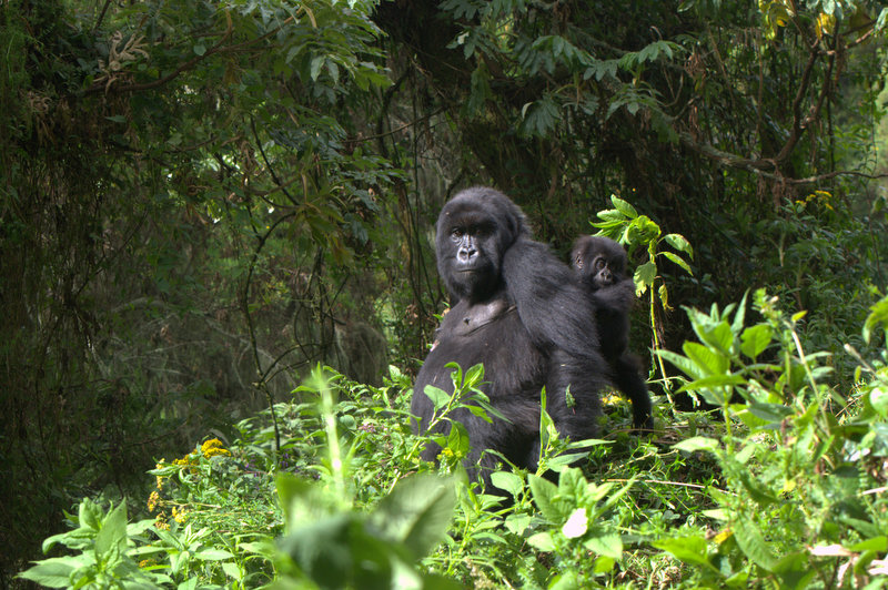 gorilla tracking