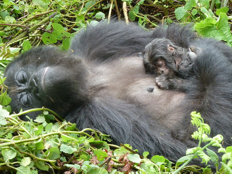 gorilla trek africa