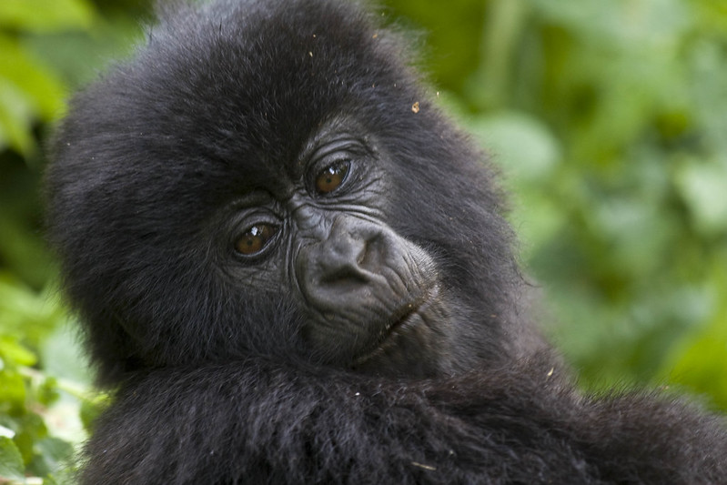 gorilla trekking africa