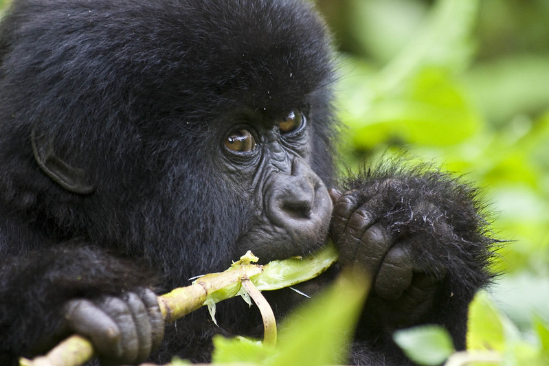 gorilla trekking rwanda