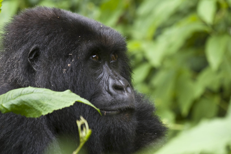 gorilla trekking uganda