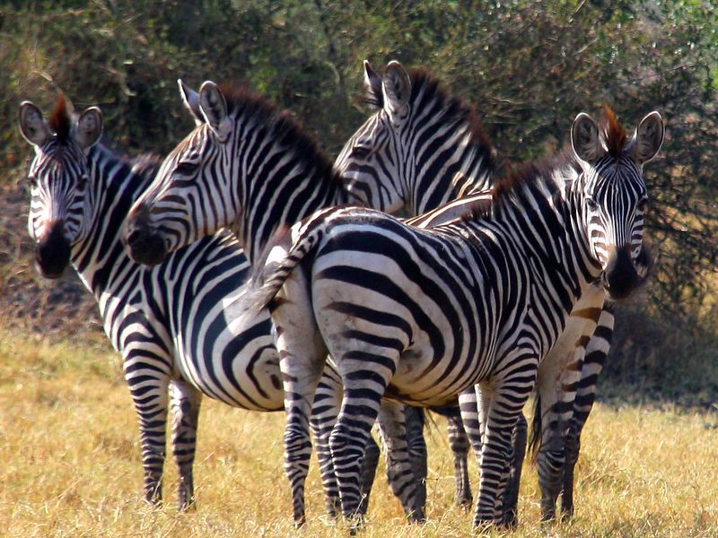 lake mburo national park safari