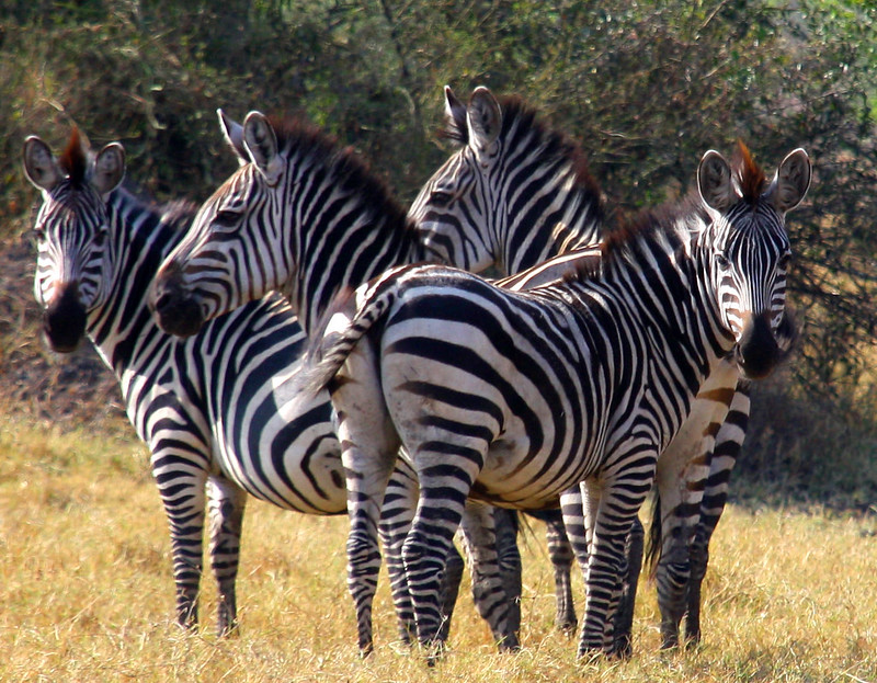 lake mburo national park safari