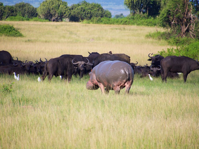 queen elizabeth uganda safari