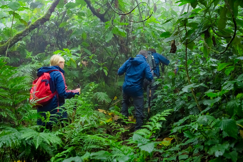 rwanda gorilla trekking