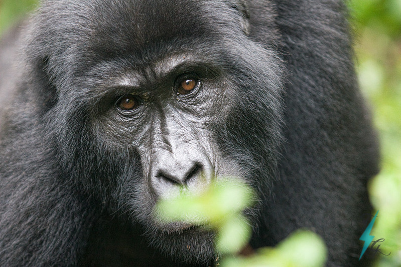 uganda gorilla families
