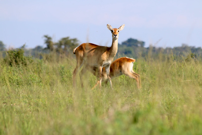 uganda safari adventure