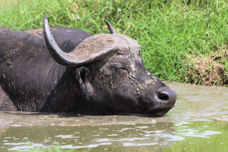 uganda tours