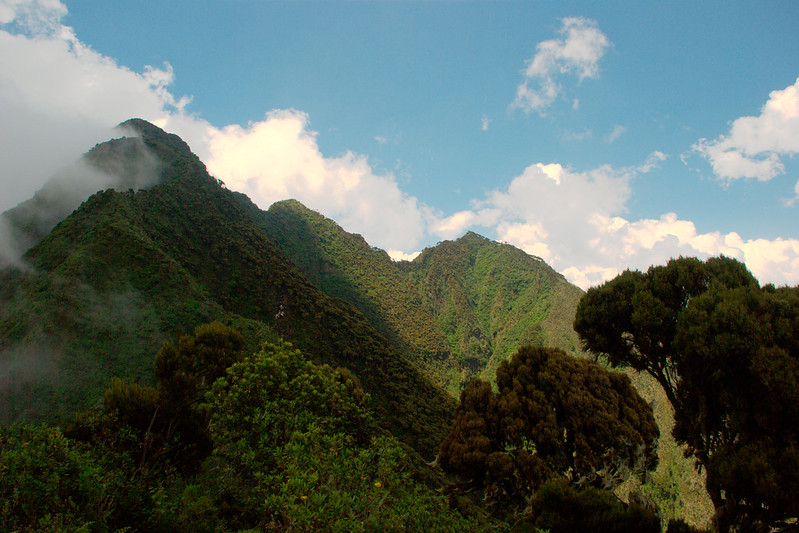 visiting mountain gorillas