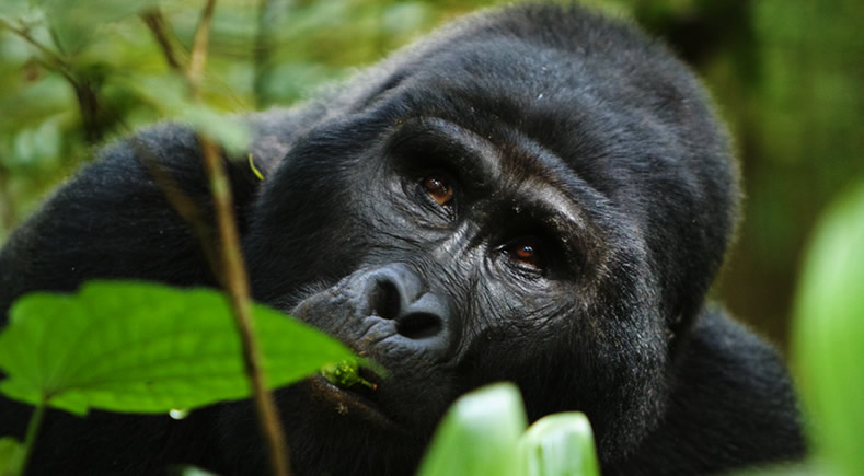 10 days rwanda wildlife safari