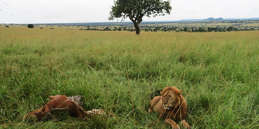 2 days rwanda wildlife safari