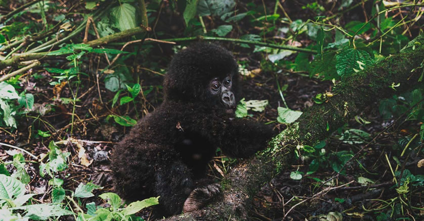 3 days rwanda gorilla trek