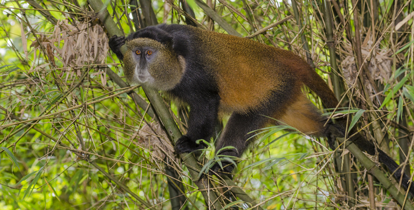 4 days rwanda gorillas & golden monkey trek