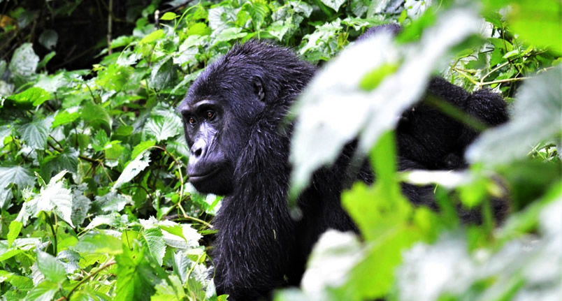 5 days gorilla trekking chimpanzee tours
