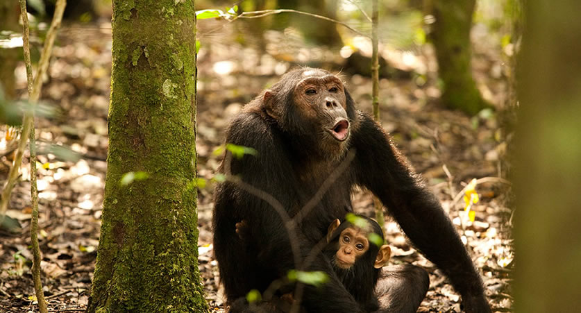 5 days rwanda primates safari