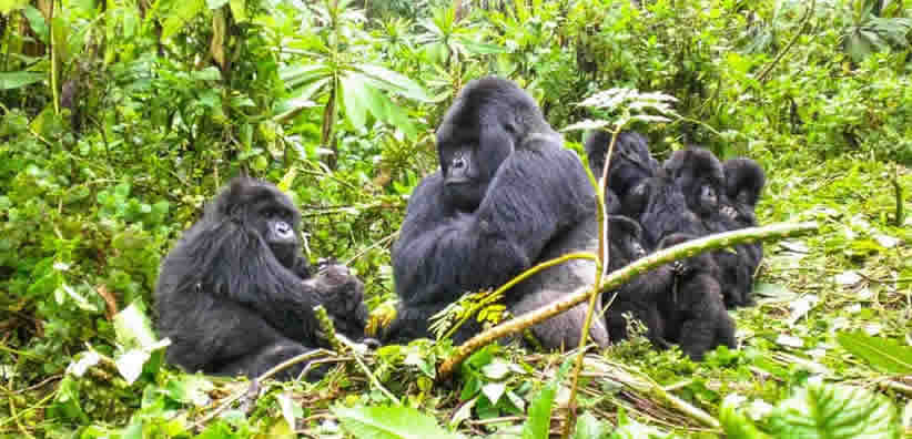 7 days rwanda primates safari