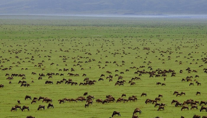 Serengeti National park