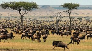 10 Days Kenya & Tanzania safari