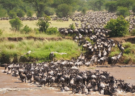 Tanzania safaris