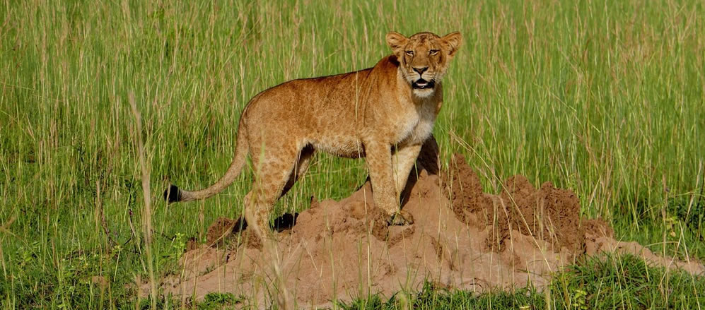 Game Viewing in Akagera National Park