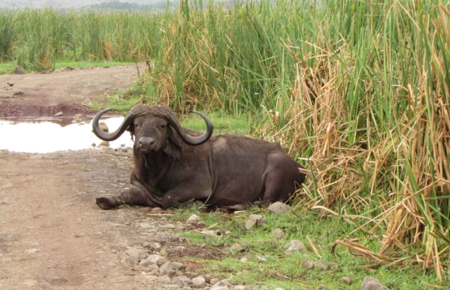 Arusha National Park