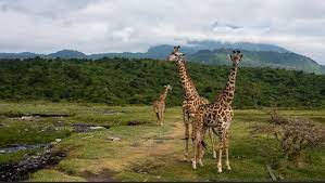 Game Viewing in Arusha